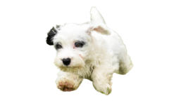 Sealyham Terrier (7)