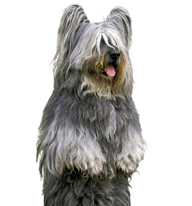 Skye Terrier