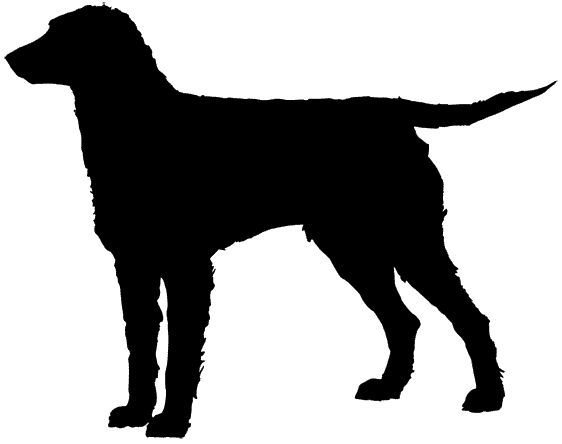 American Water Spaniel