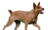 Australian Stumpy Tail Cattle Dog