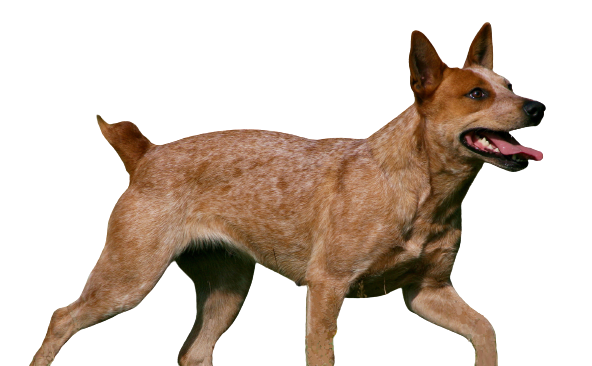 Australian Stumpy Tail Cattle Dog