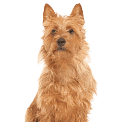 Australian Terrier