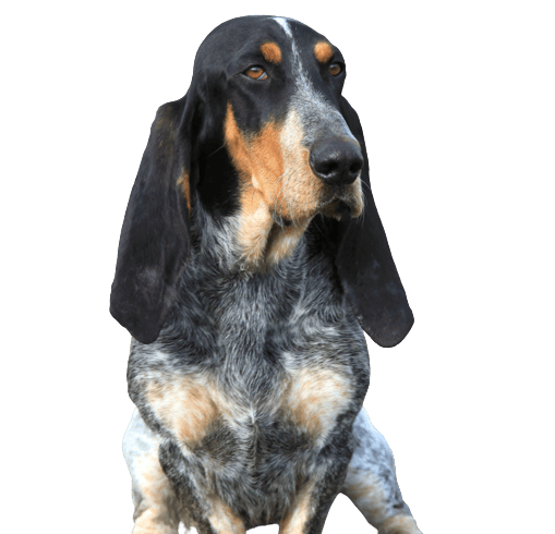 Basset Bleu de Gascogne