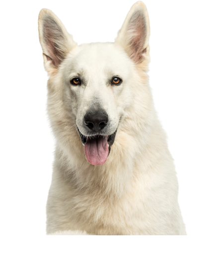 Berger Blanc Suisse