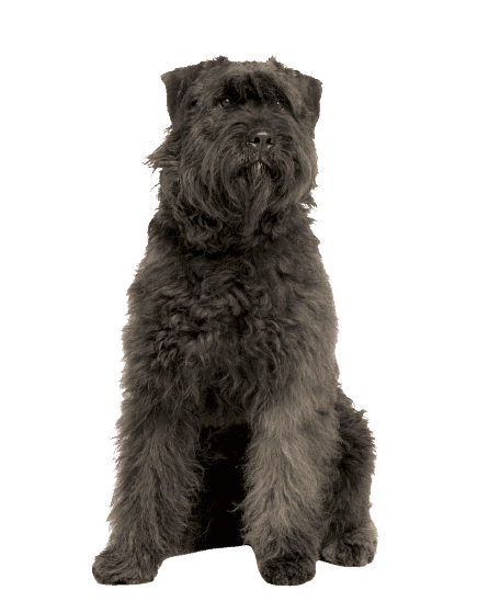 Bouvier des Ardennes