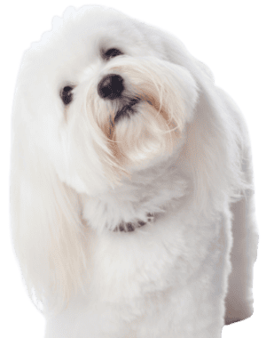 Coton de Tulear