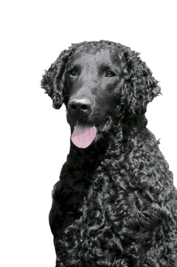 Curly-Coated Retriever