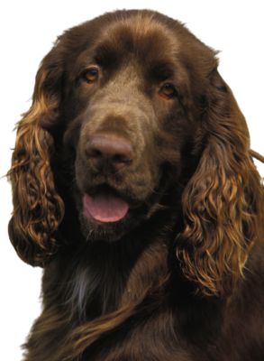 Field Spaniel