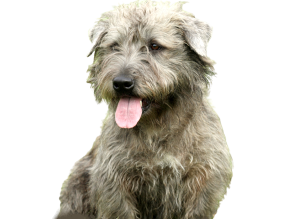 Irish Glen of Imaal Terrier