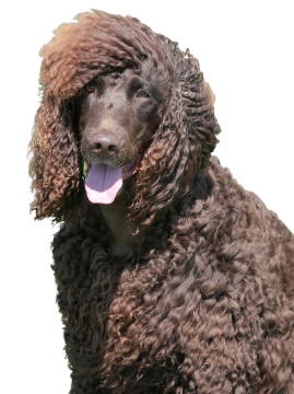 Irish Water Spaniel