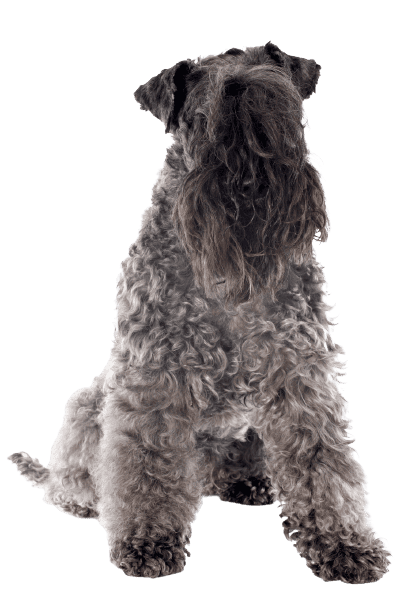 Kerry Blue Terrier