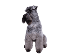 Kerry Blue Terrier