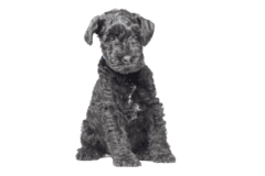 Kerry Blue Terrier