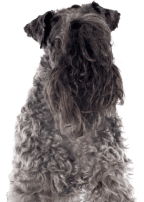 Kerry Blue Terrier