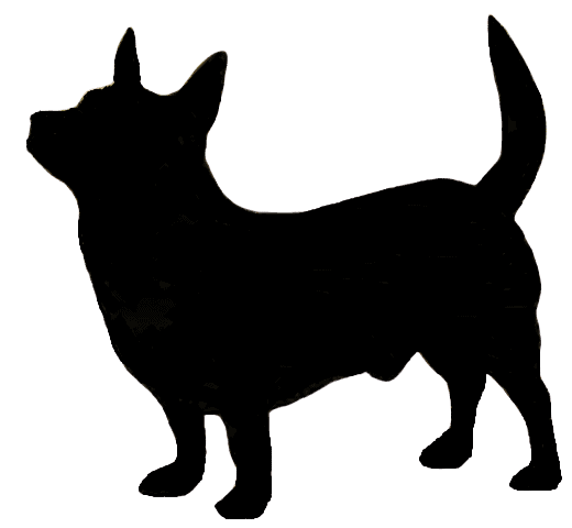 Lancashire Heeler