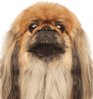 Pekingese