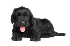 Russischer Schwarzer Terrier (6)