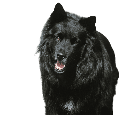 Schwedischer Lapphund