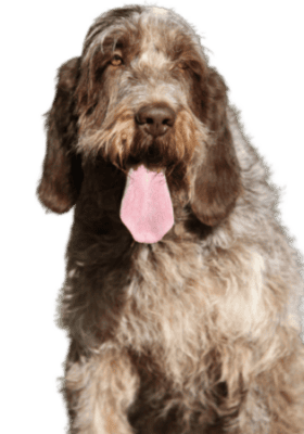 Spinone Italiano