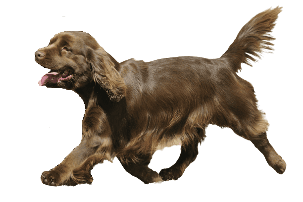 Sussex Spaniel