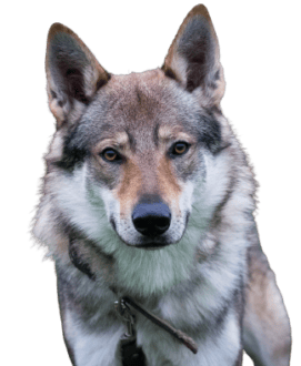 Tschechoslowakischer Wolfhund