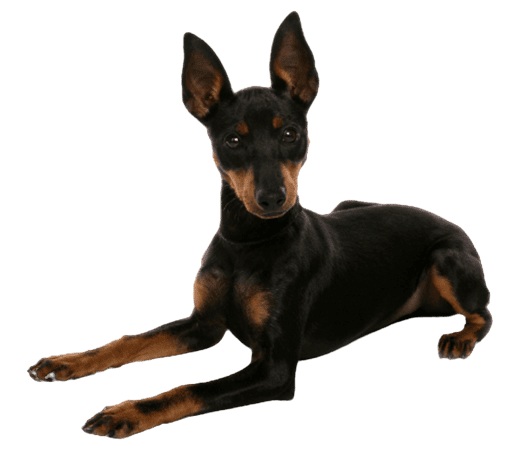 English Toy Terrier