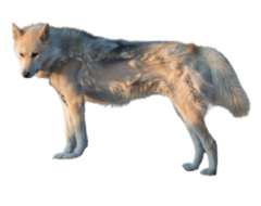 Grönlandhund
