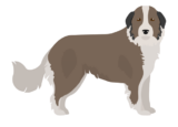 Karst-Schäferhund