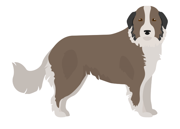 Karst-Schäferhund