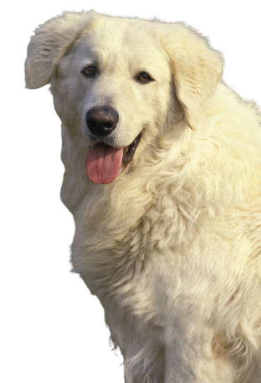 Kuvasz