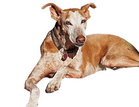 Podenco Canario