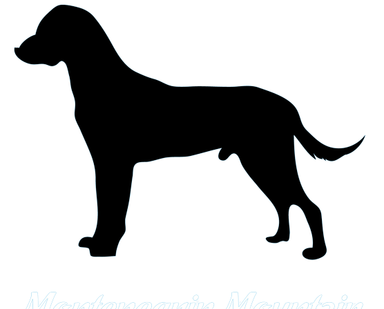 Montenegrinischer Gebirgslaufhund