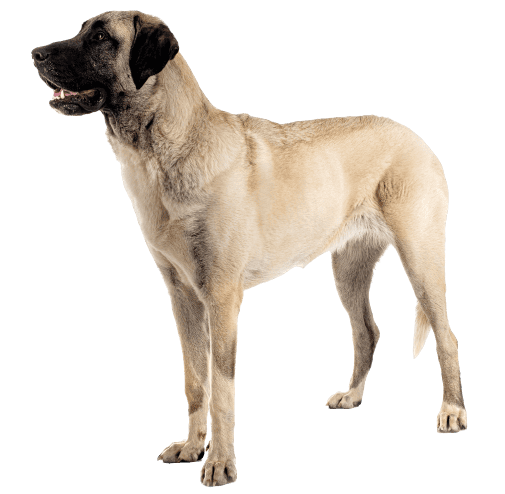 Kangal-Hirtenhund