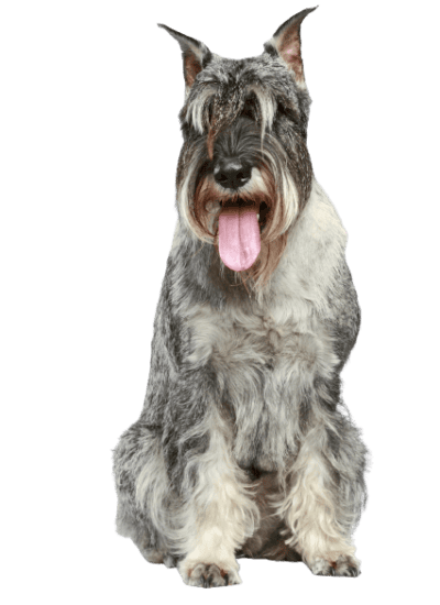 Schnauzer (Mittelschnauzer)