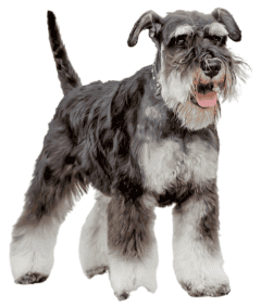 Schnauzer (Mittelschnauzer)