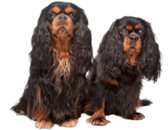 King Charles Spaniel