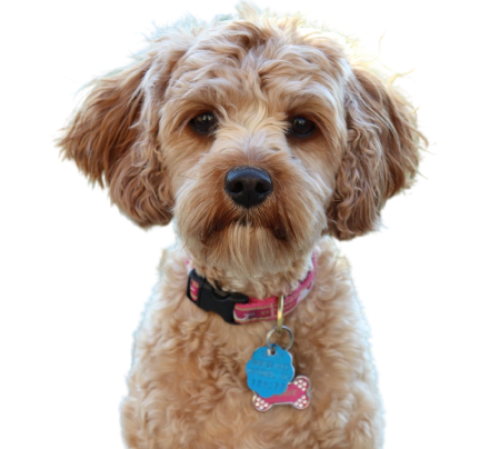 Cavapoo